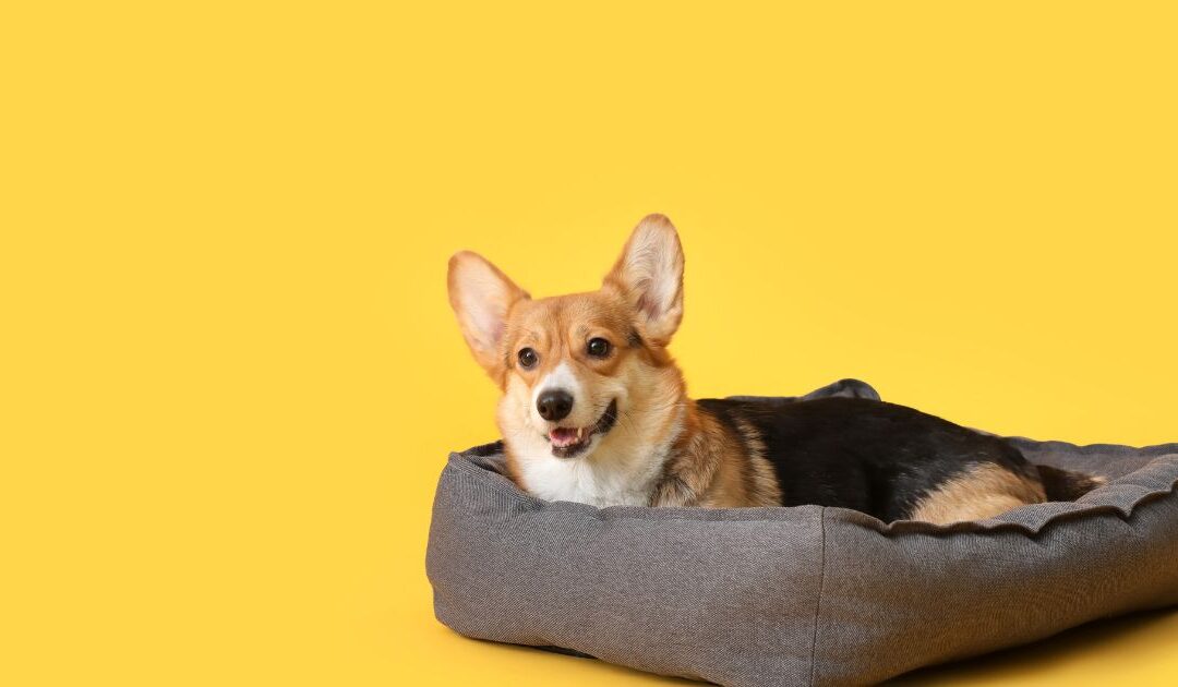 Pode lavar caminha de cachorro na máquina?